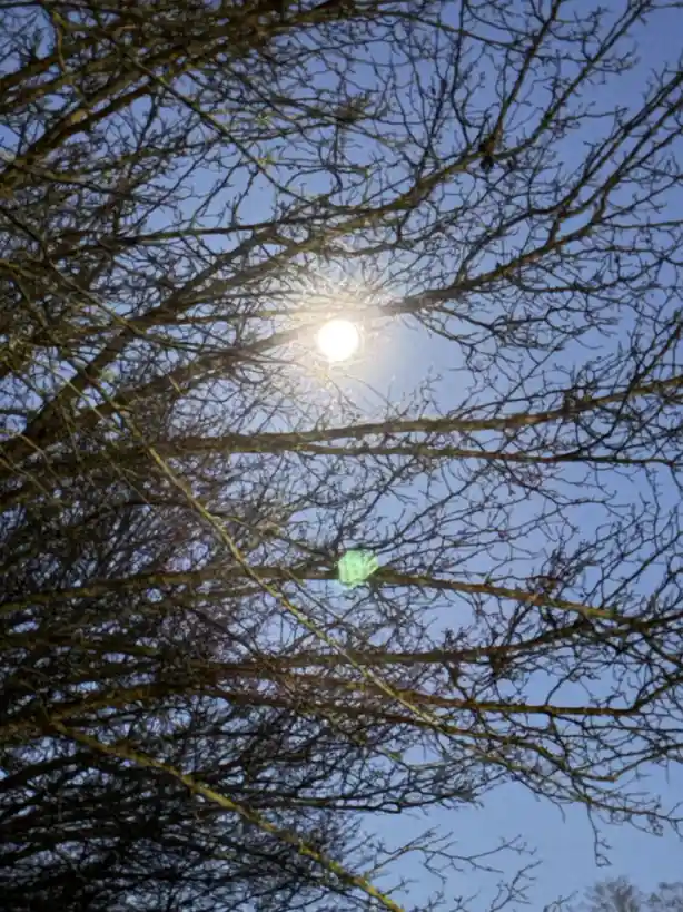 A low-angle photo shows a bright sun shining through the bare, intricate branches of a tree against a clear blue sky. A…