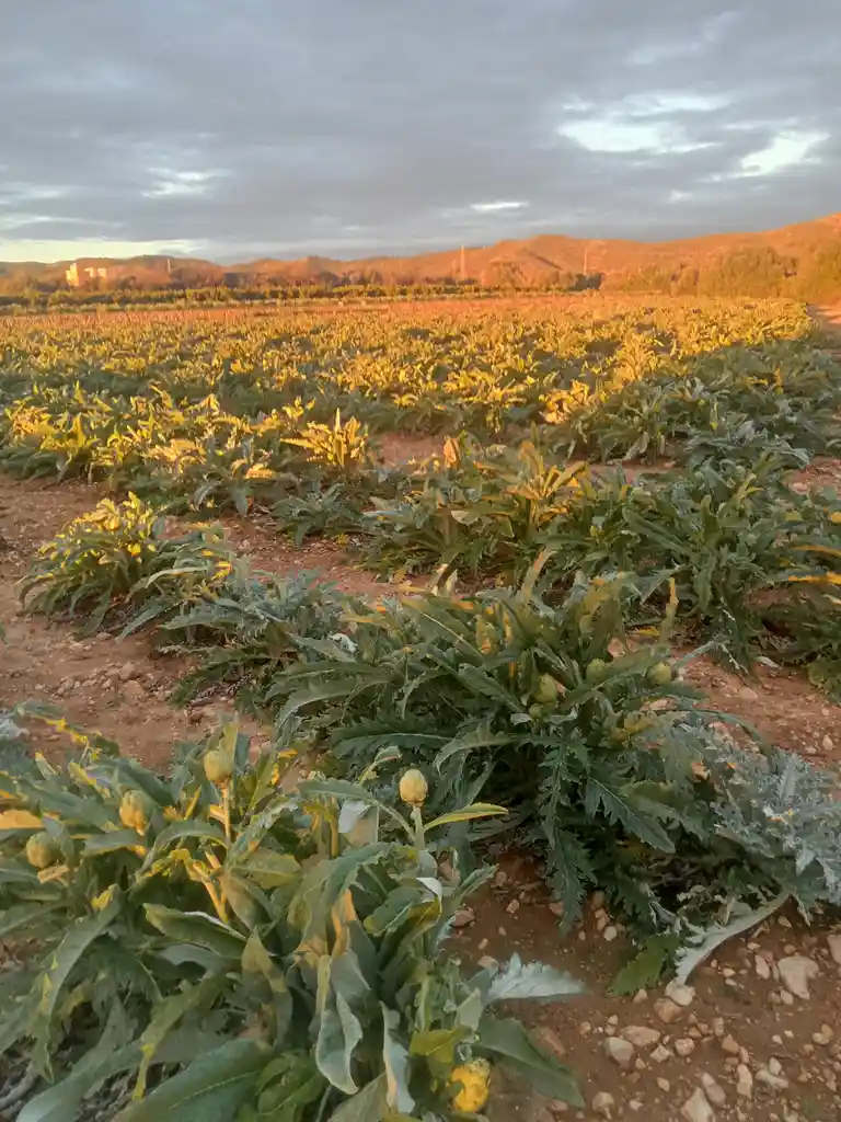 A wide-angle photo of a field of artichoke plants under a cloudy sky at sunset, with rows of green, spiky-leaved plants…