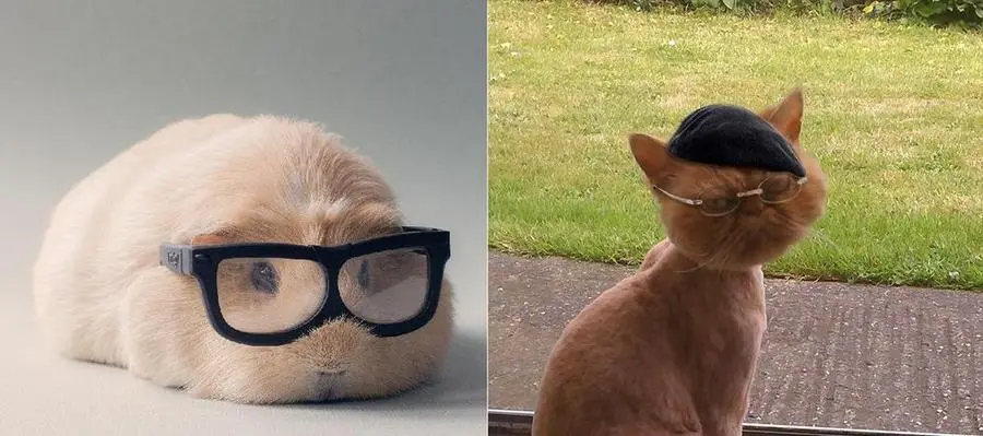 A split image shows a light-colored, fluffy rabbit wearing oversized black-rimmed glasses on the left, and a hairless orange…