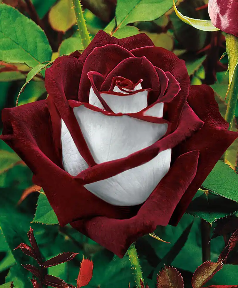 A close-up photograph of a deep burgundy rose with a stark white center, surrounded by green leaves and thorny stems. The…