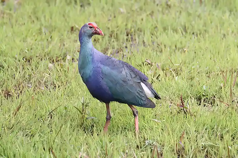 A purple gallinule bird stands in green grass, its head turned slightly to the side. The bird has a red beak and red skin…