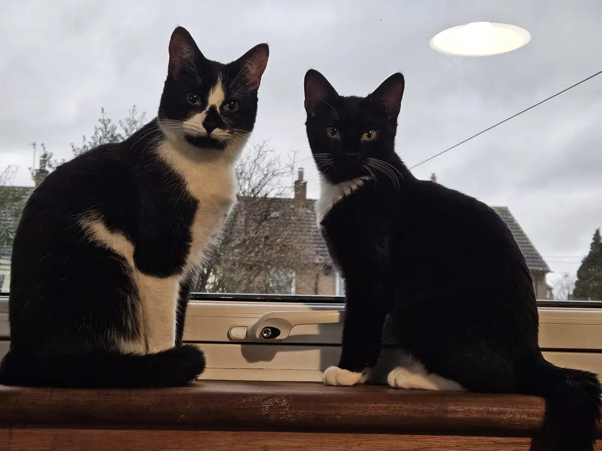 Two black-and-white cats sit side-by-side on a wooden windowsill, looking directly at the camera with serious expressions…