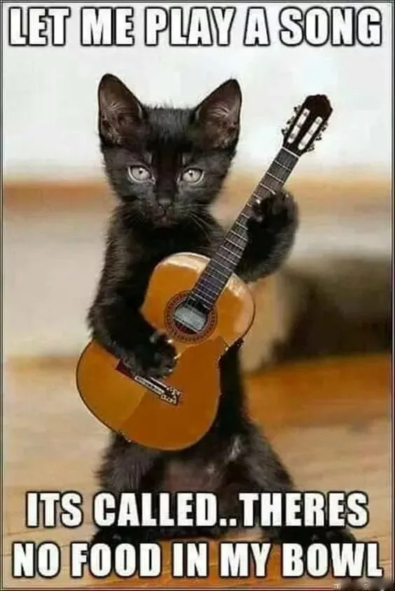 A small black kitten stands upright holding a miniature acoustic guitar, looking directly at the camera with wide eyes. The…