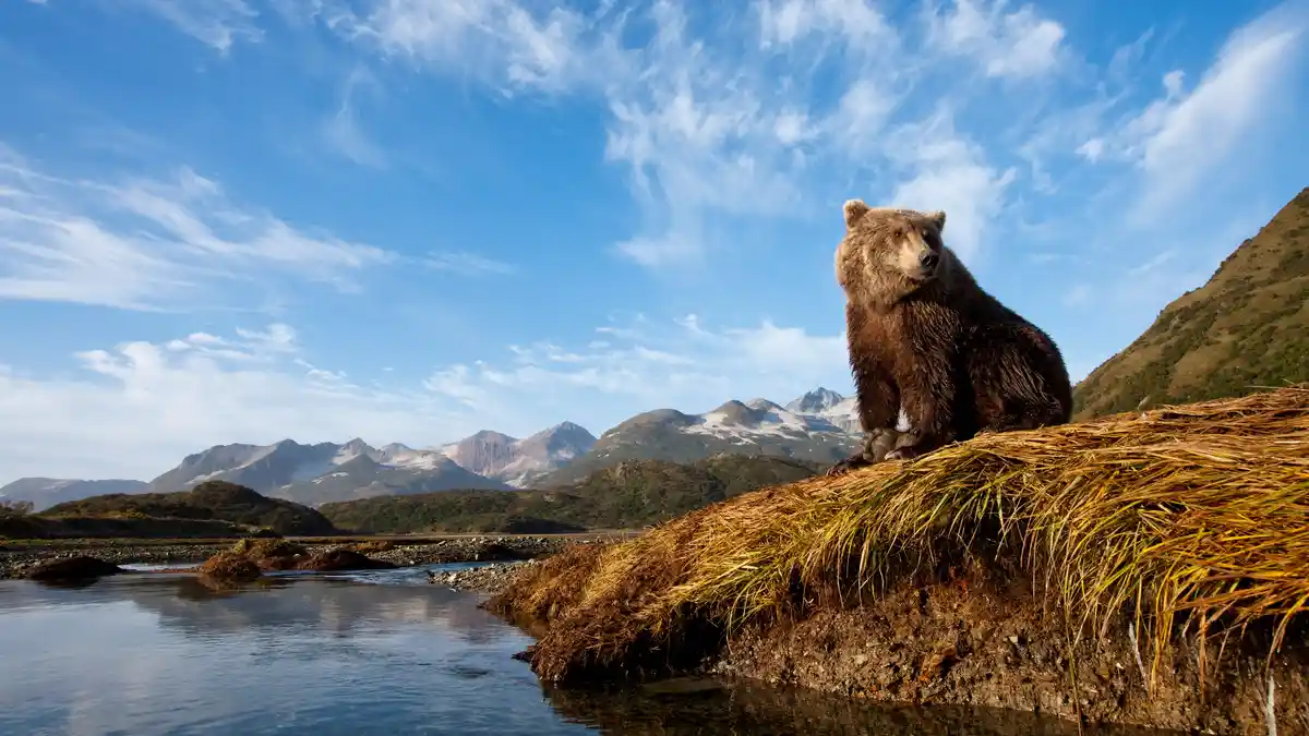 In Katmai National Park, Alaska, more than 2,000 grizzlies roam the wilderness, each growing up to 1,000 pounds. During…