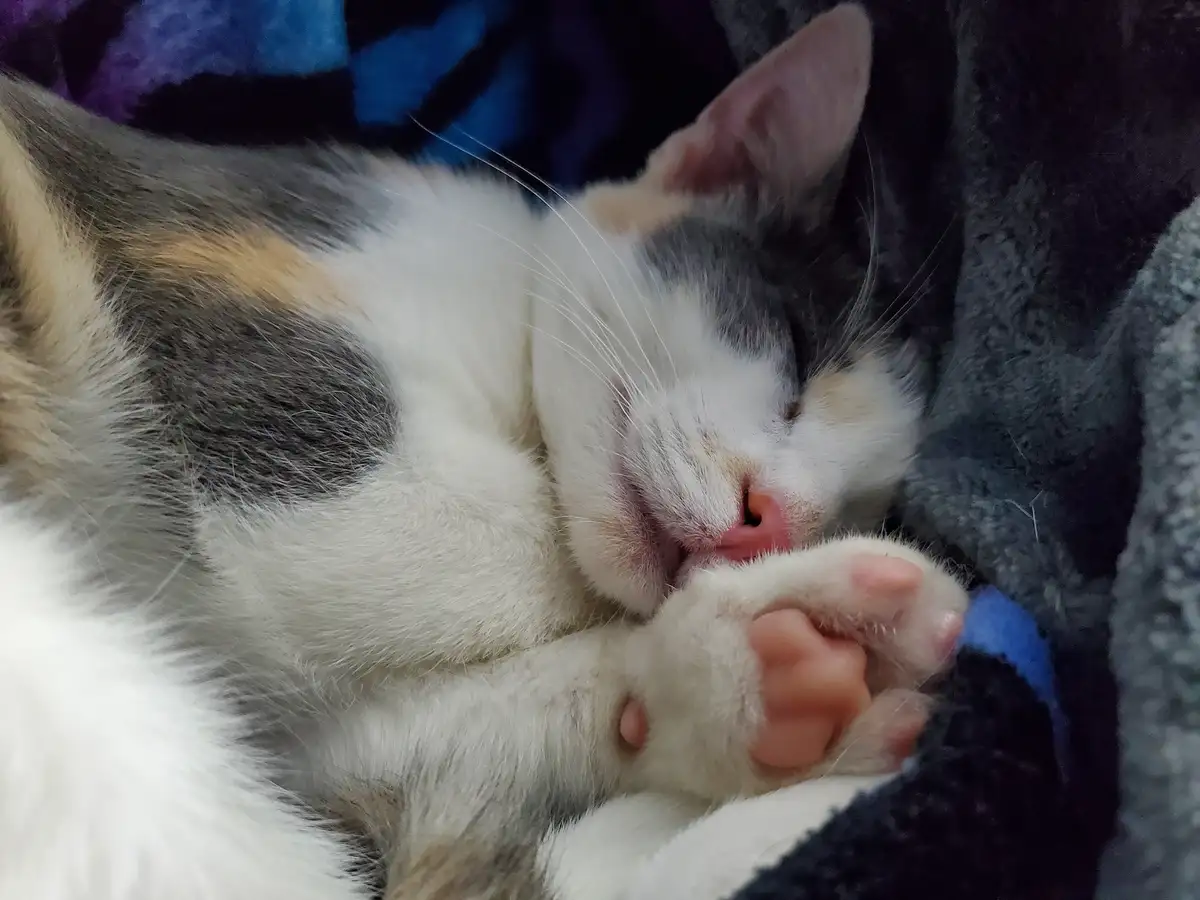 A close-up photo of a fluffy calico cat sleeping peacefully with its eyes closed and one paw tucked under its chin, resting…