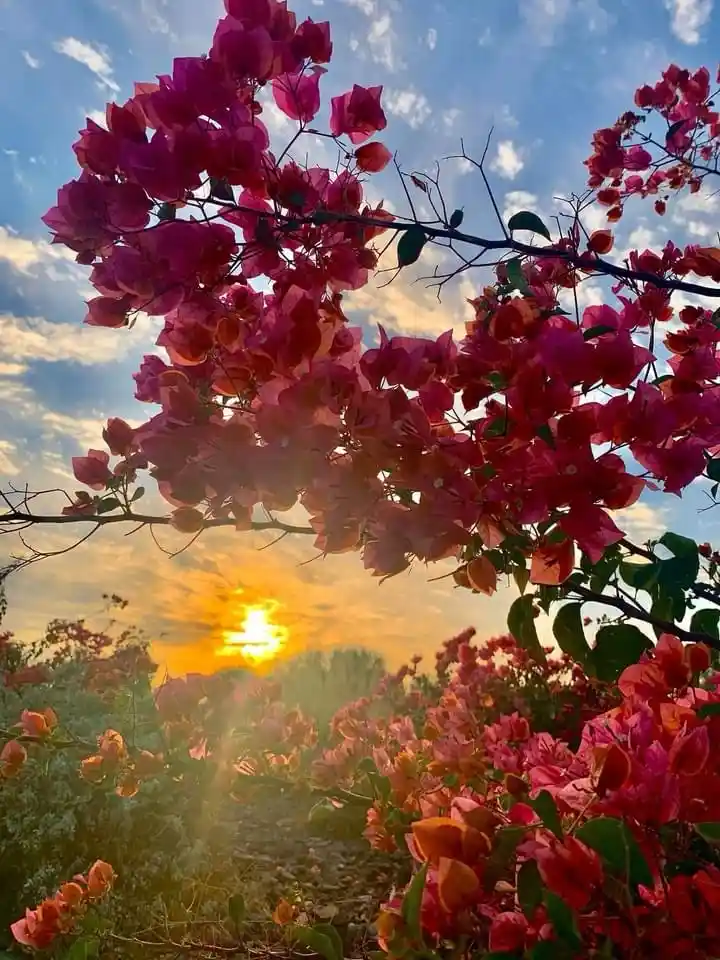 A vibrant photo of pink bougainvillea flowers framing a sunset with golden light and blue sky. Overlaid text reads 'i'm not…