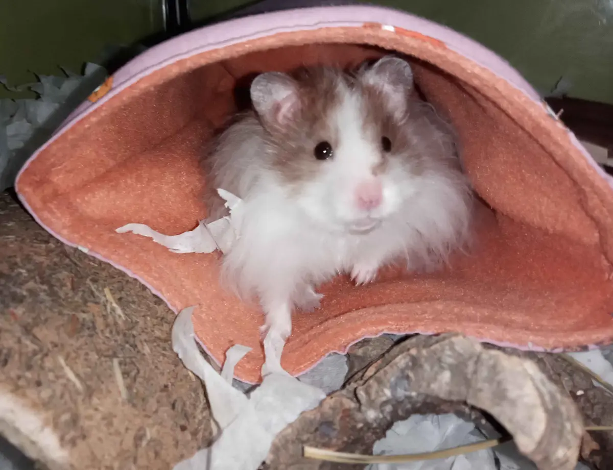 A fluffy brown-and-white hamster sits inside a pink and orange fabric hideout, looking directly at the camera with a calm…
