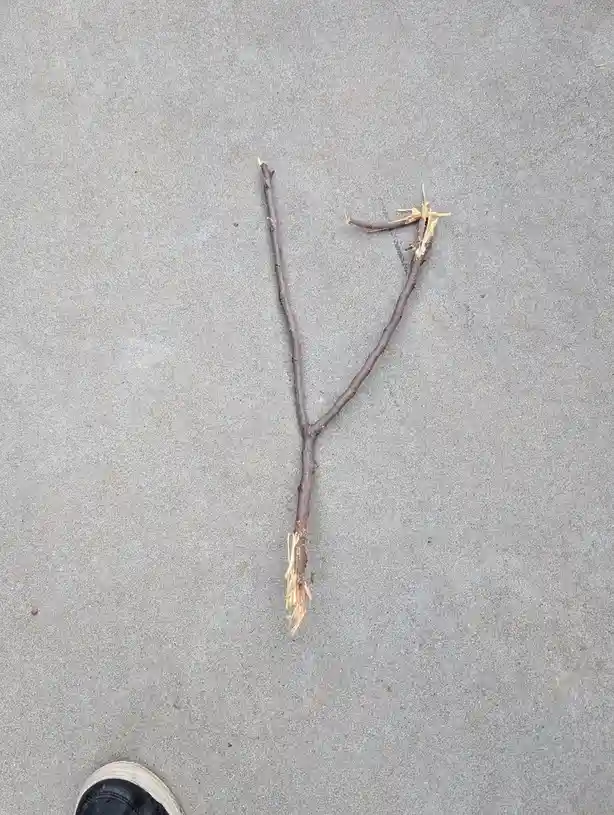A broken twig lying on gray pavement forms the letter 'Y' with its two branches, and the bottom of the twig shows splintered…