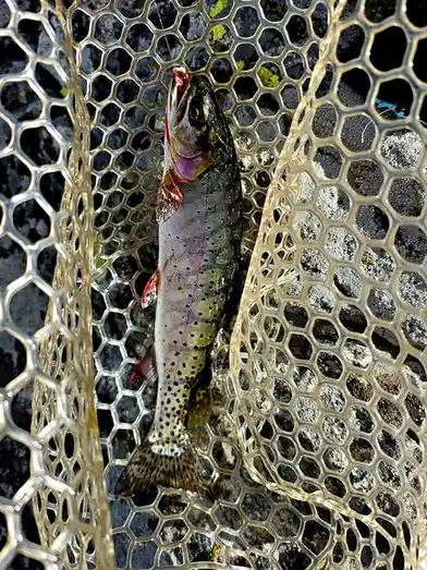A vibrant rainbow trout with a pinkish-red stripe and black spots lies in a clear, hexagonal mesh fishing net, its mouth…