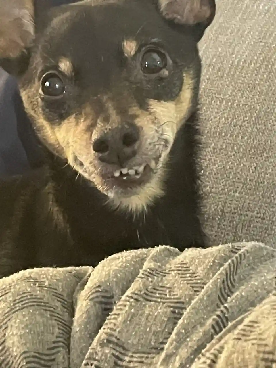A close-up photo of a small black and tan dog with wide, expressive eyes and a slightly open mouth showing teeth, looking…