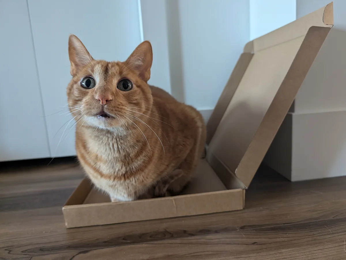 An orange tabby cat with wide, startled eyes sits inside an open cardboard pizza box on a wooden floor, looking directly at…