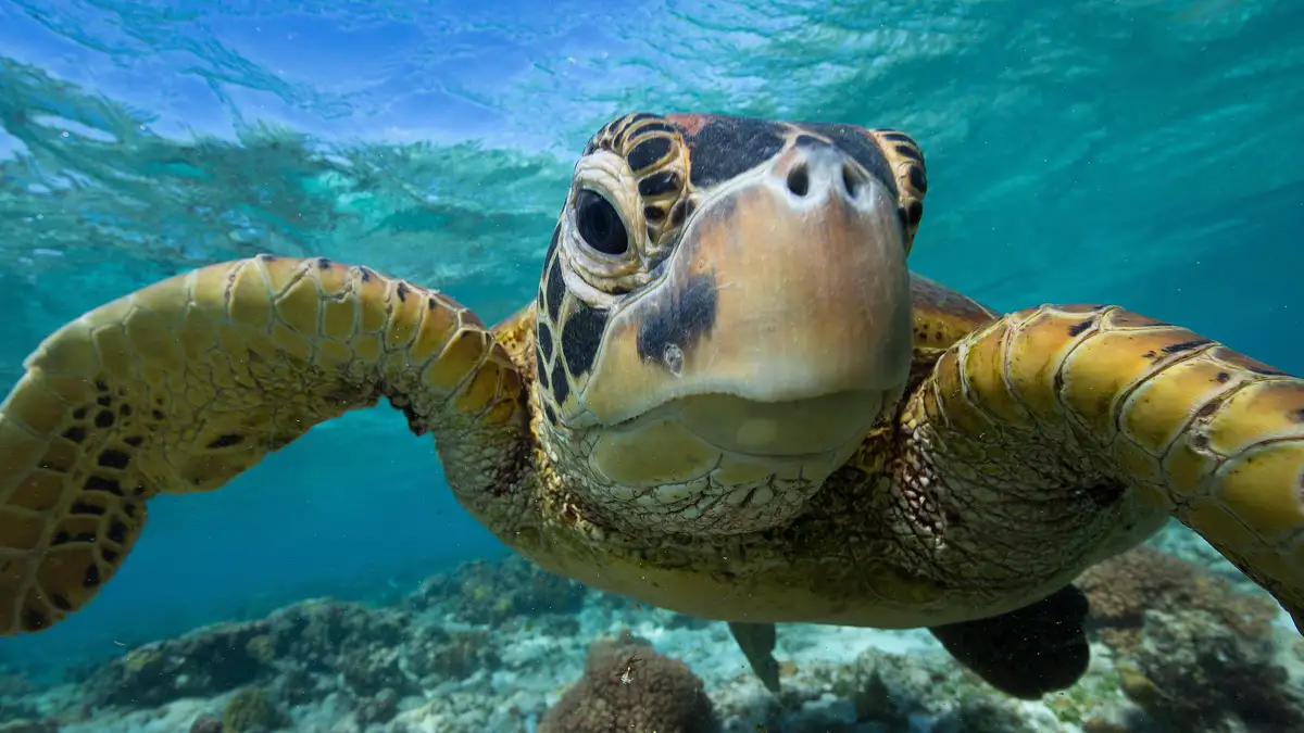 In the Great Barrier Reef near Lady Elliot Island, a 5-foot-long, 700-pound green sea turtle swims in its subtropical…