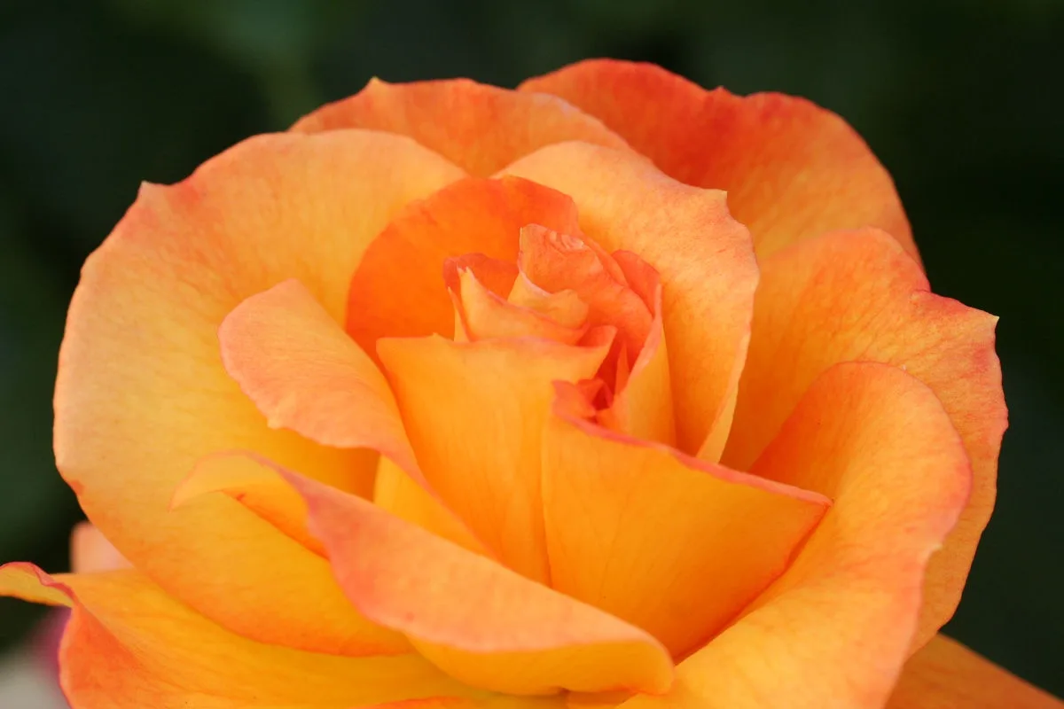 A close-up photograph of a vibrant orange and yellow rose with layered petals against a dark green blurred background. The…