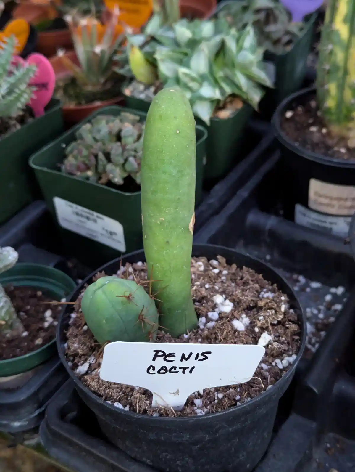 A close-up photo of a potted cactus with a long, green, erect stem and a smaller, round, spiky base, surrounded by other…