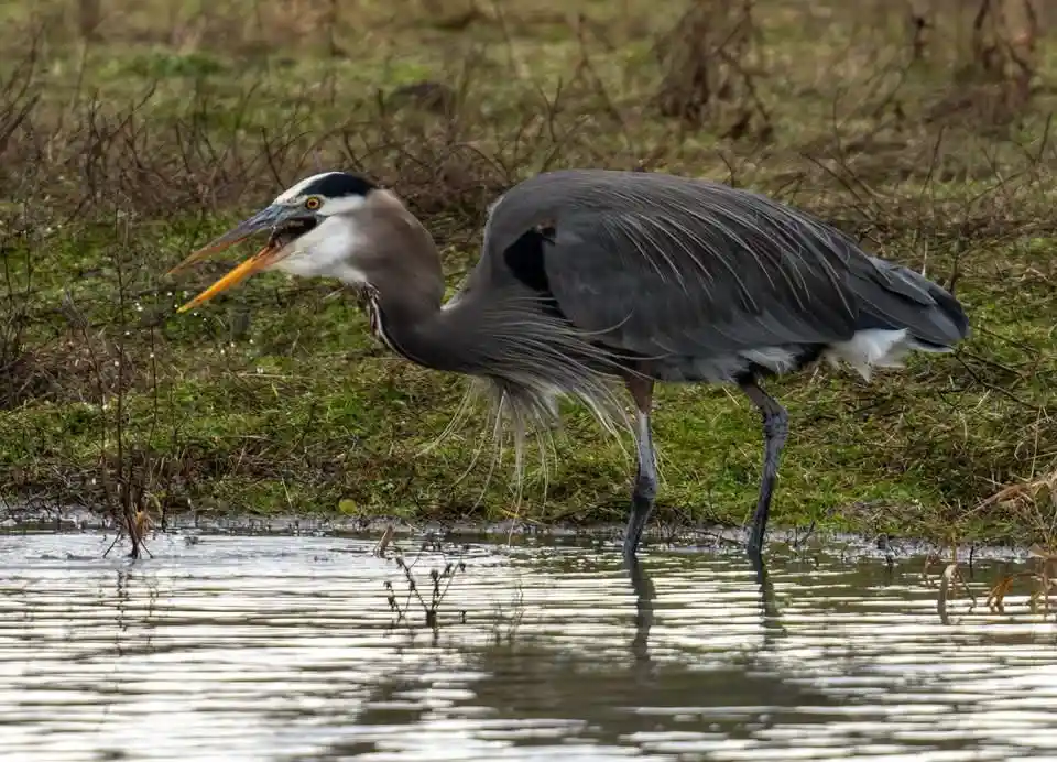 A great blue heron stands in shallow water with its beak open, appearing to be mid-hunt or startled. The bird's grey…