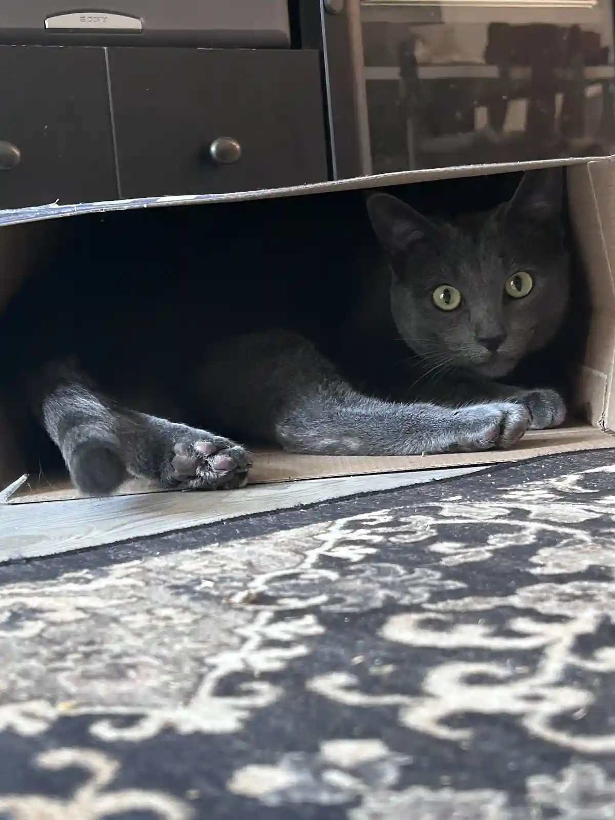 A gray cat with bright green eyes is peeking out from inside a cardboard box, its paws resting on the edge. The cat is…