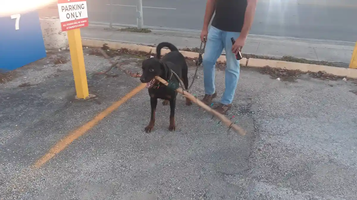 In Our Neighborhood, This Dog is the Real Celebrity!