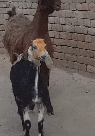 A sequence of six images shows a small black and white goat walking away from a larger brown goat, gradually increasing the…