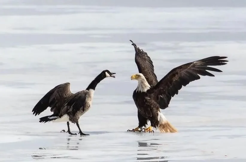 A bald eagle with wings spread stands on ice facing a Canada goose, which is also flapping its wings and appears to be…