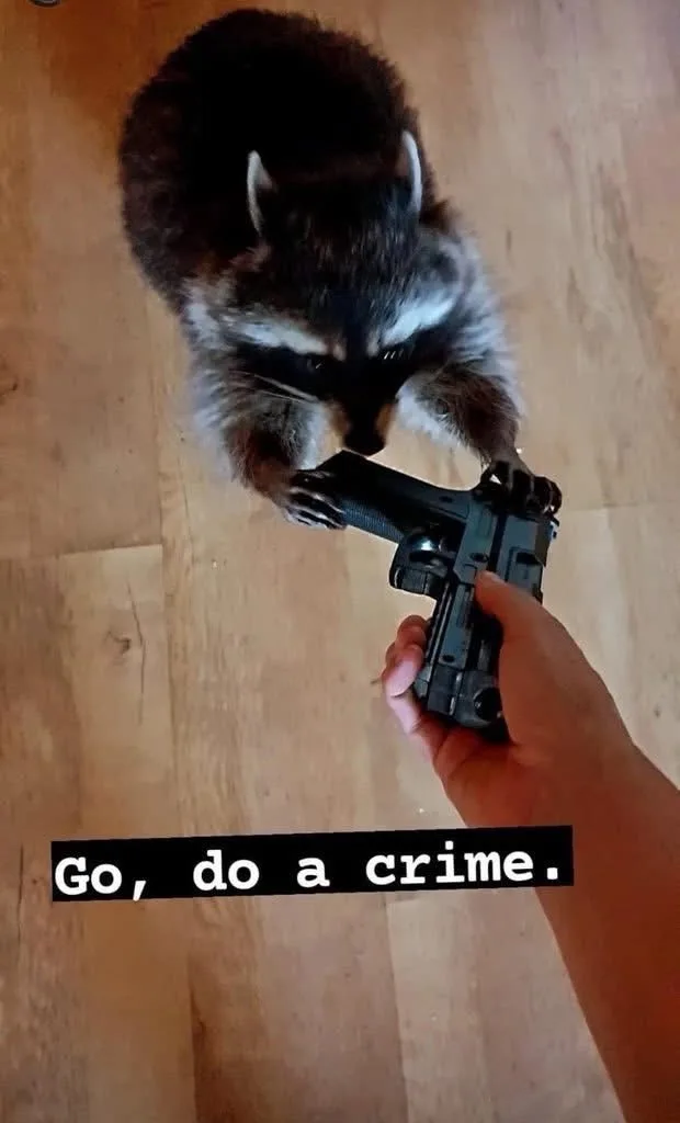 A raccoon is shown from above, holding a handgun with its paws while a human hand holds the grip. The image has a black text…