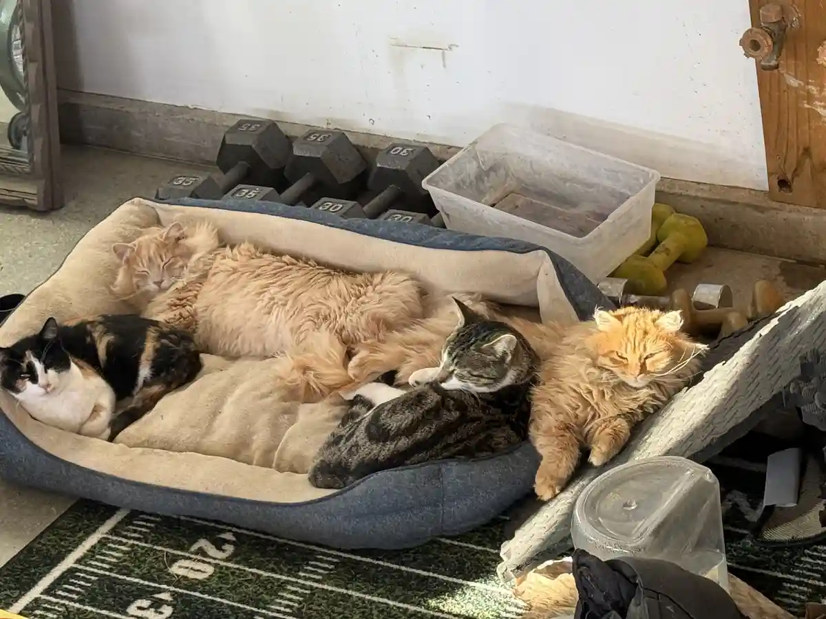Four cats are lounging together in a large dog bed placed on a football field rug, surrounded by dumbbells and gym…