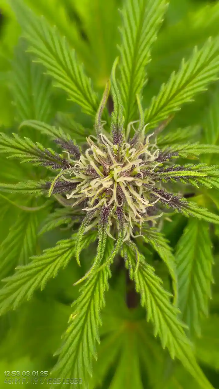 A close-up photograph of a cannabis plant's budding flower, surrounded by vibrant green serrated leaves. The central bud…