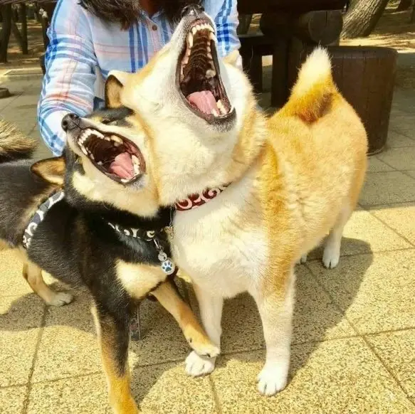 Two shiba inu dogs are standing close together, both with mouths wide open in a loud, exaggerated yawn or bark, showing…