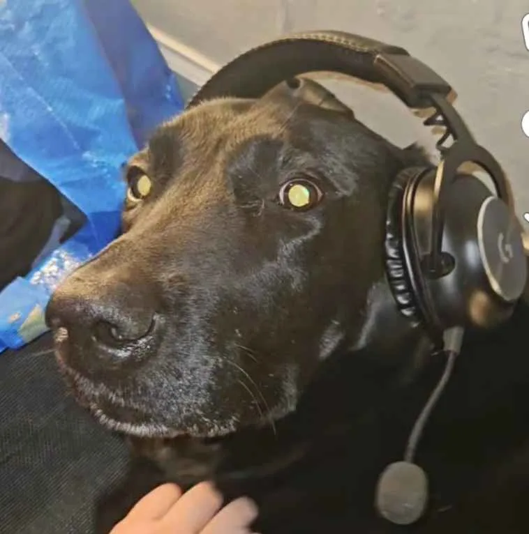 A black dog with glowing eyes wears a large black gaming headset with a microphone, looking intently forward. A human hand…