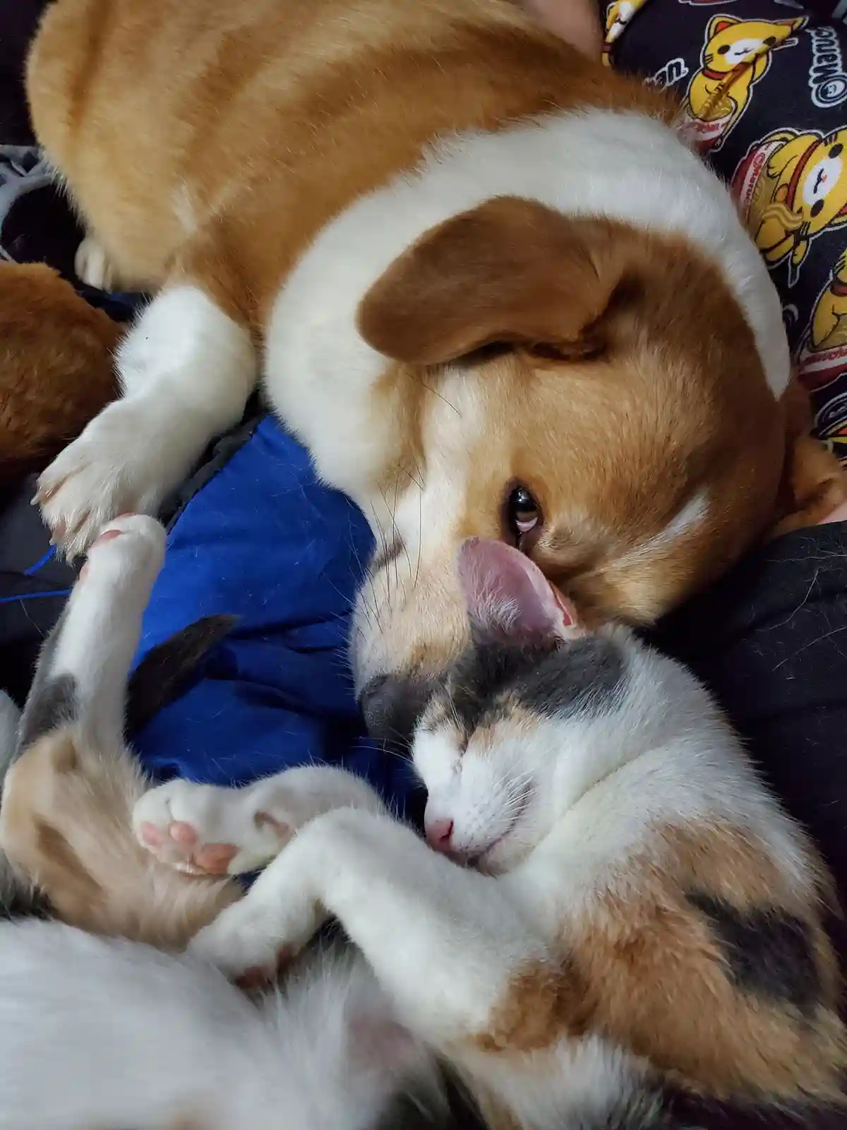 A tan and white corgi dog is lying on a person's lap, gently nuzzling a sleeping calico cat that is curled up and appears to…