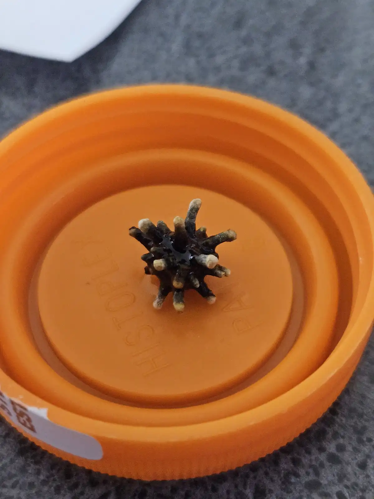 An orange plastic bottle cap with embossed text sits on a gray textured surface, featuring a small, dark, spiky object…