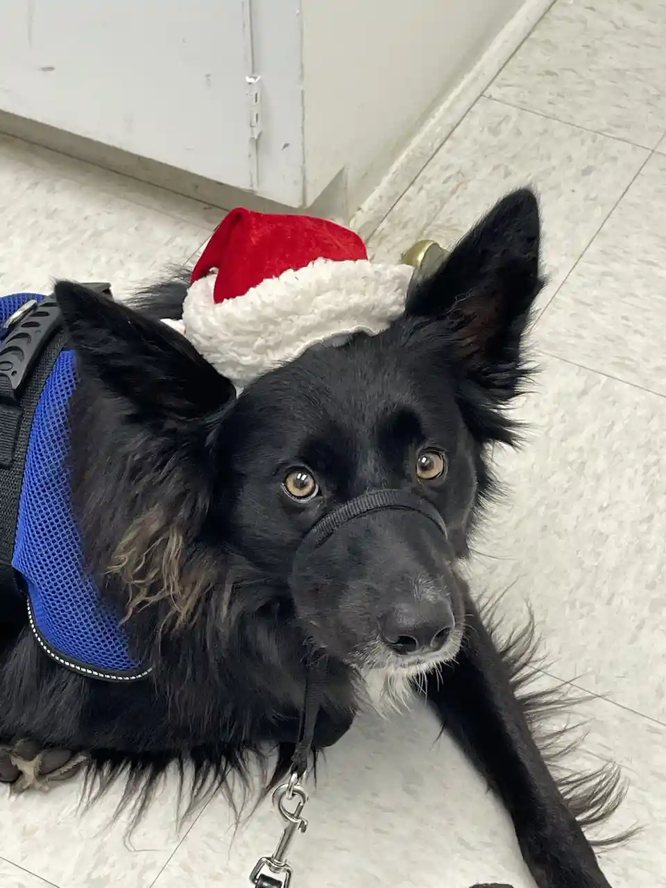 A black dog with long fur lies on a tiled floor wearing a blue harness and a red-and-white Santa hat, looking directly at…