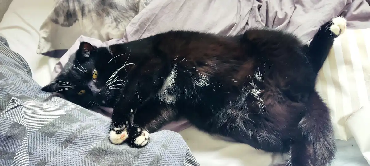 A black cat with white paws and yellow eyes lies sprawled on a bed with patterned blankets and pillows, looking relaxed and…