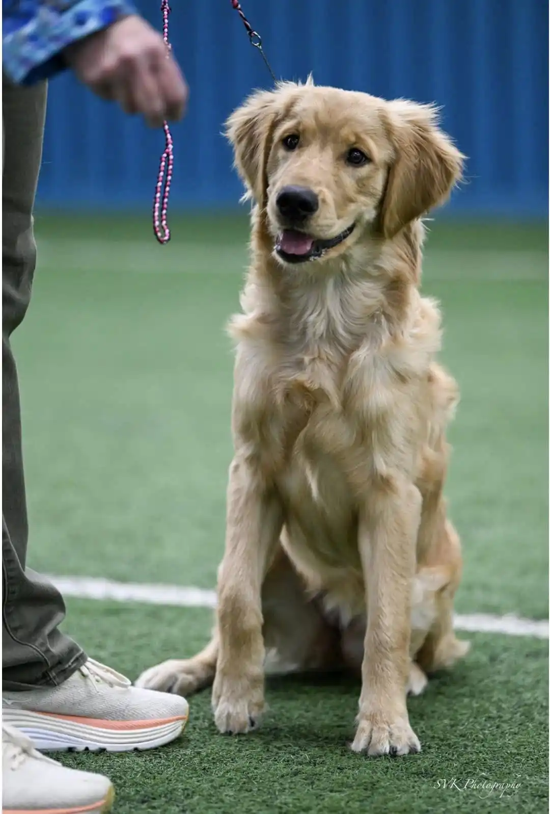 A golden retriever sits attentively on green artificial turf, looking up with a slightly smug expression while a person in…