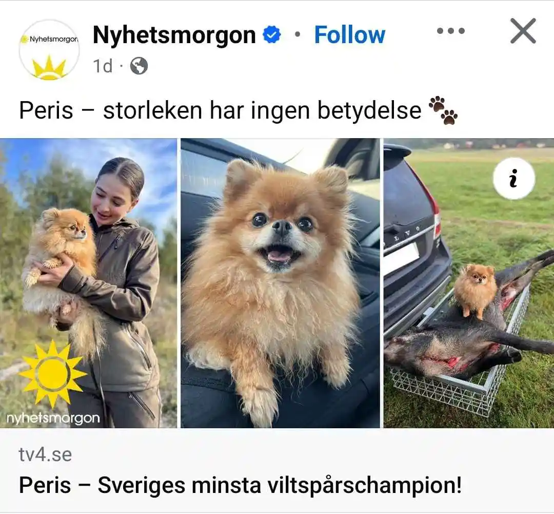 A three-panel image shows a small Pomeranian dog named Peris in different scenarios: being held by a woman, sitting in a…