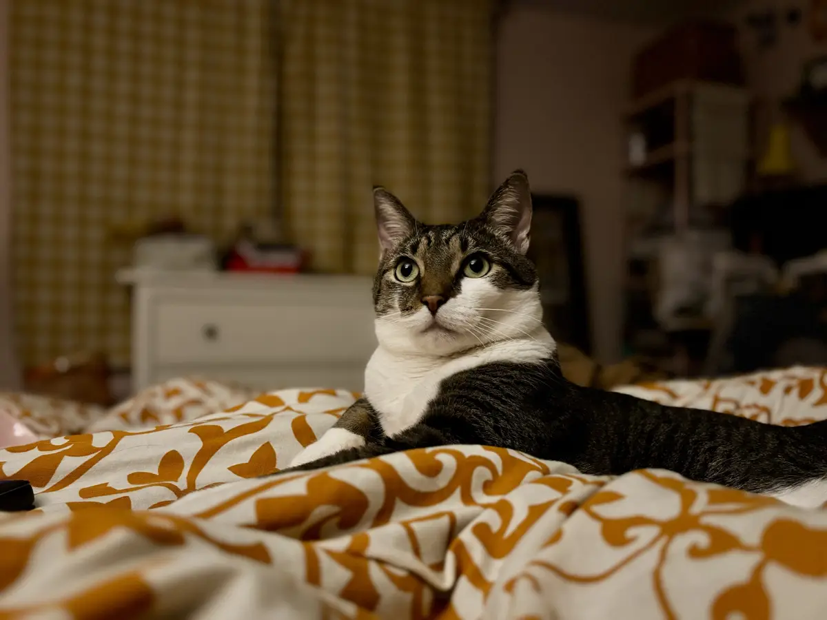 The Joy of Booping