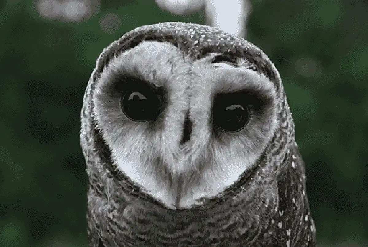 A close-up black-and-white photo of a barn owl with large, dark eyes staring directly at the camera, set against a blurred…