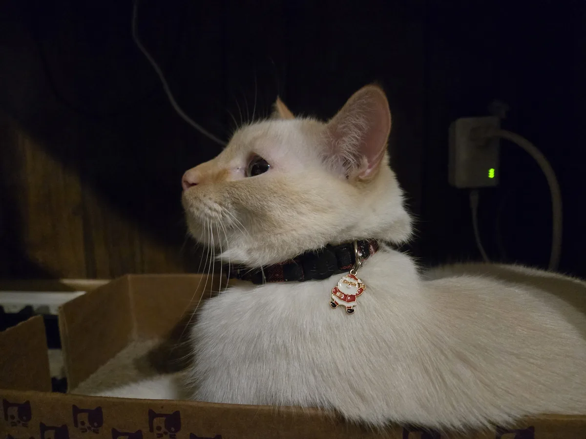 A white cat with a Santa Claus charm on its collar sits calmly in a cardboard box decorated with cat faces, looking upward…