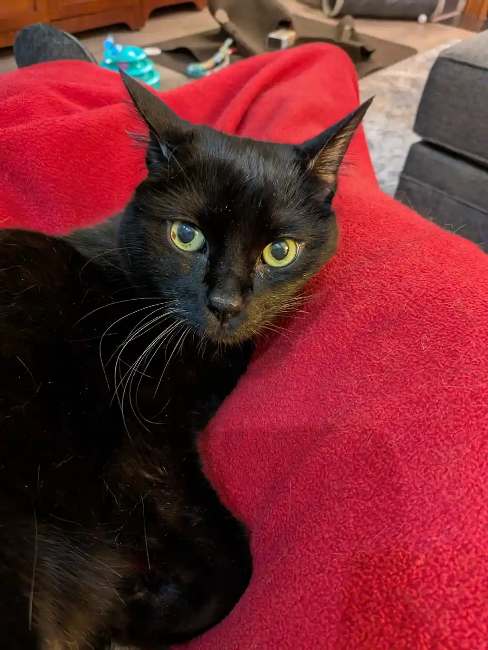 A black cat with bright yellow-green eyes is lying on a person's red fleece-covered lap, looking directly at the camera with…