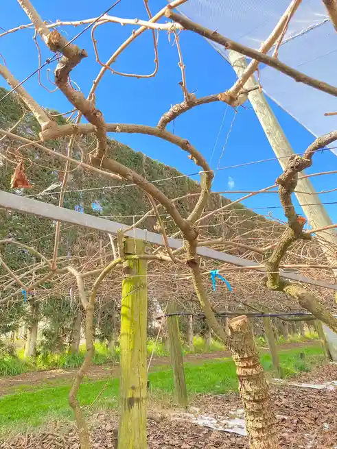 A close-up photo of bare, pruned grapevines in a vineyard under a bright blue sky, with wooden posts and wires supporting…
