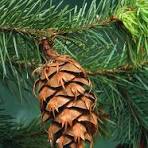 A close-up photograph of a brown pinecone hanging from a branch with green pine needles. Overlaid text in white reads: 'i'm…