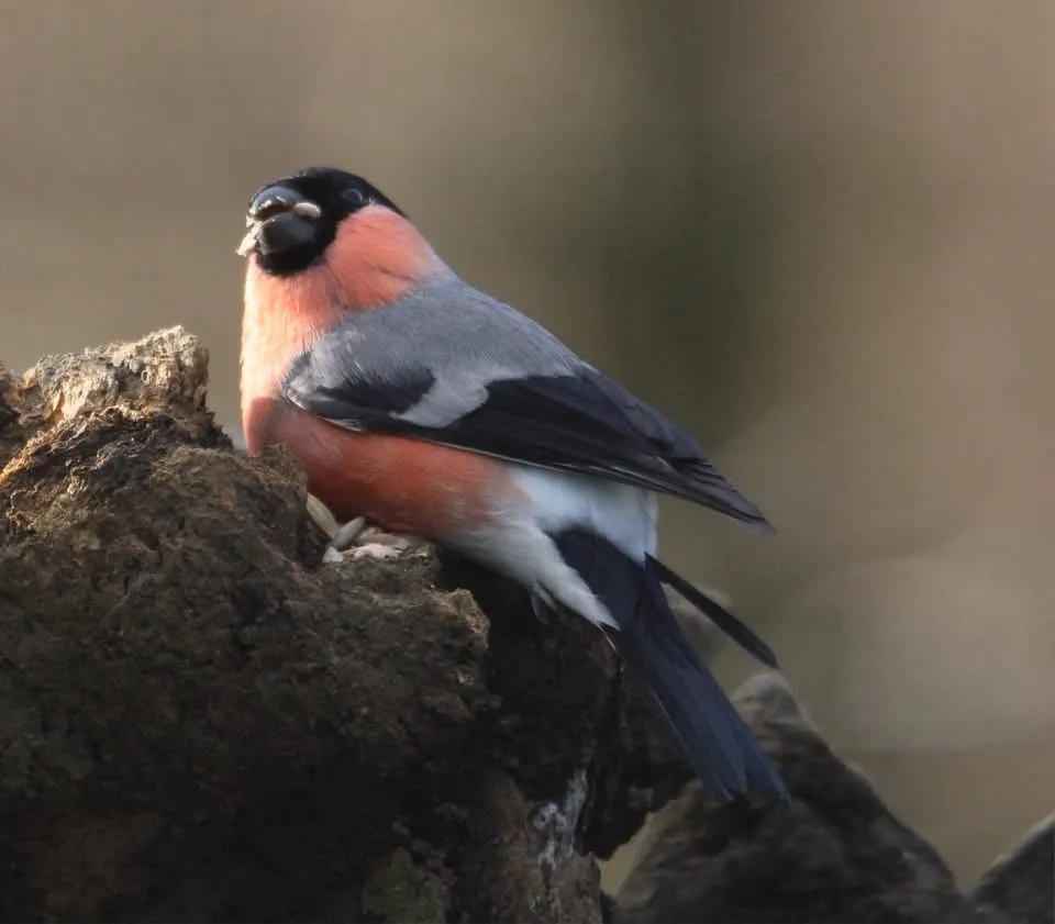 A male Eurasian bullfinch perched on a rough tree stump, holding a small white seed or insect in its beak. The bird has a…