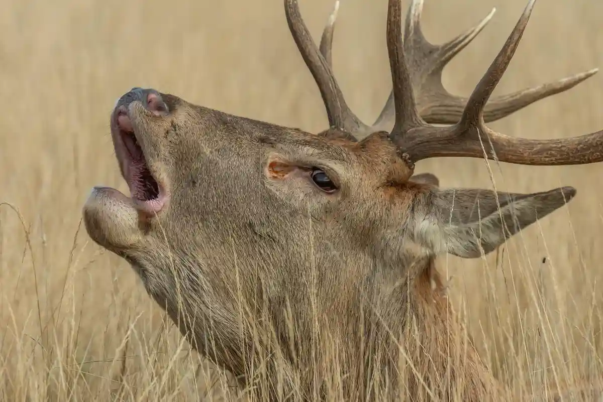 The Majestic Red Stag