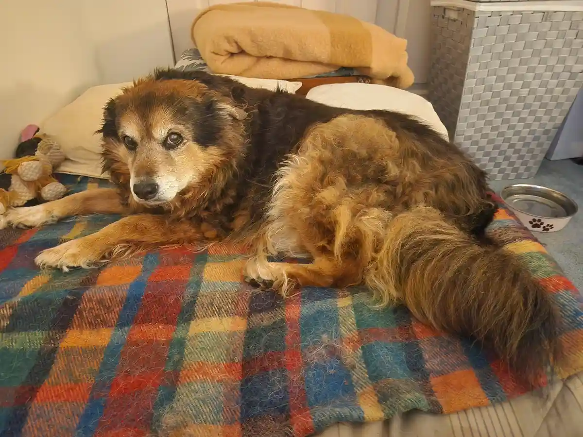 An older, scruffy brown and black dog lies on a colorful plaid blanket, looking tired and unbothered. A metal water bowl…