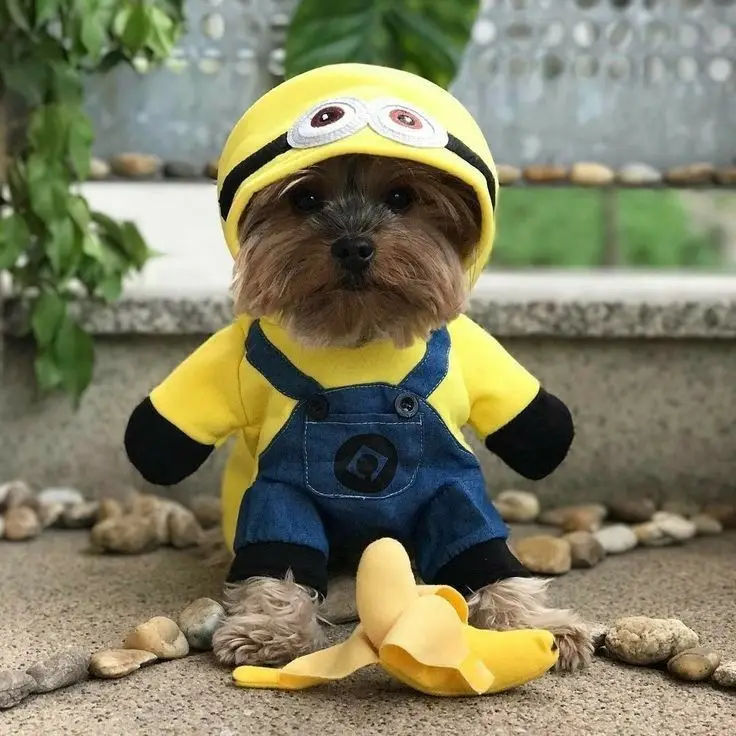A small brown dog wearing a yellow Minion costume with goggles and blue overalls sits on a stone path next to a peeled…