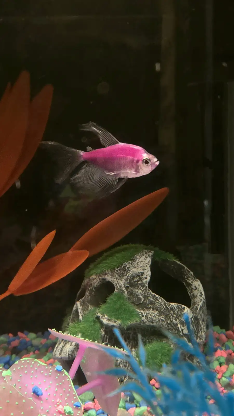 Guess Who Just Got a New Furry Friend!