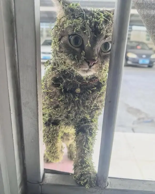 A tabby cat with wide, startled eyes peers through a metal window grate, its fur completely covered in green moss. The cat…