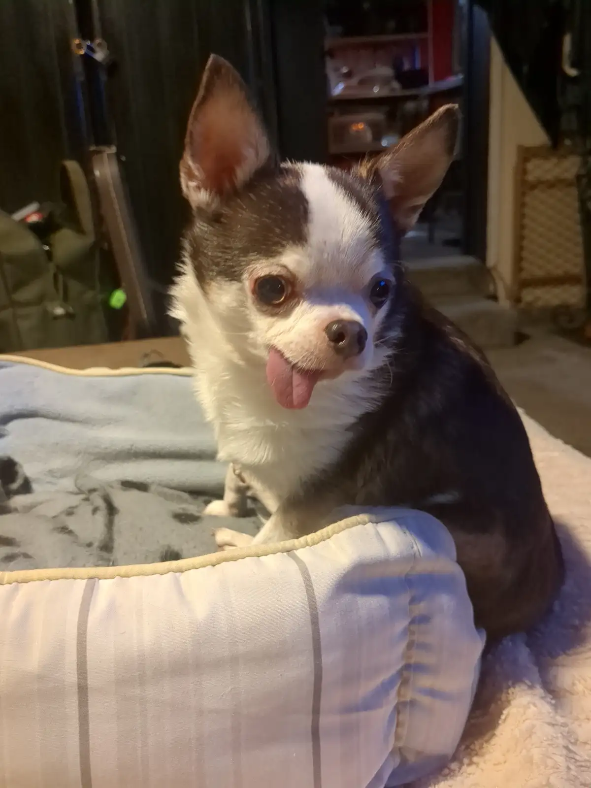 A small black-and-white Chihuahua sits on a striped dog bed with its tongue out, looking directly at the camera. The…