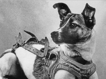 A black-and-white photo of a dog wearing a complex harness with multiple straps and buckles, looking off to the side. The…