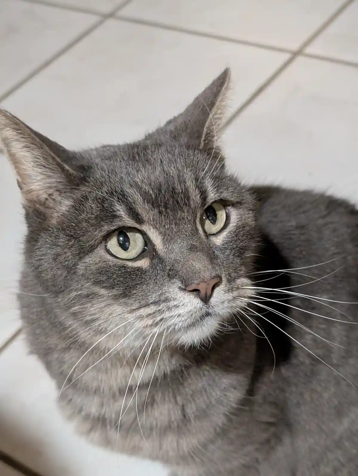 A close-up photo of a gray tabby cat with wide, unimpressed green eyes looking slightly off-camera, lying on a white tiled…