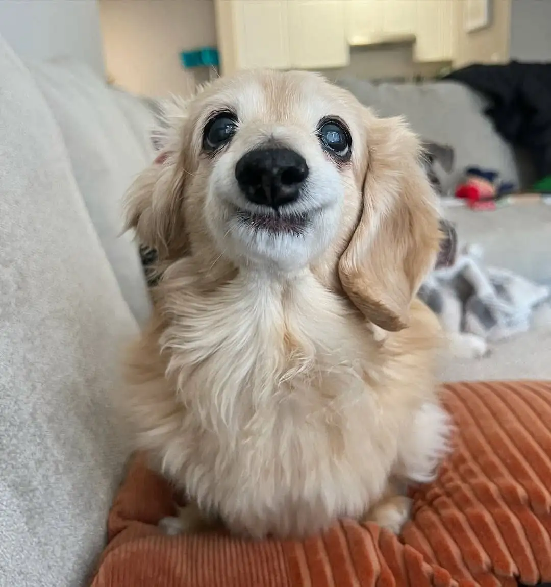 A small, fluffy, light-brown dog with large, expressive eyes sits on an orange corduroy cushion on a couch, looking upward…